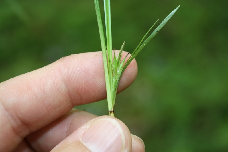 Willdenow's Sedge photo 7