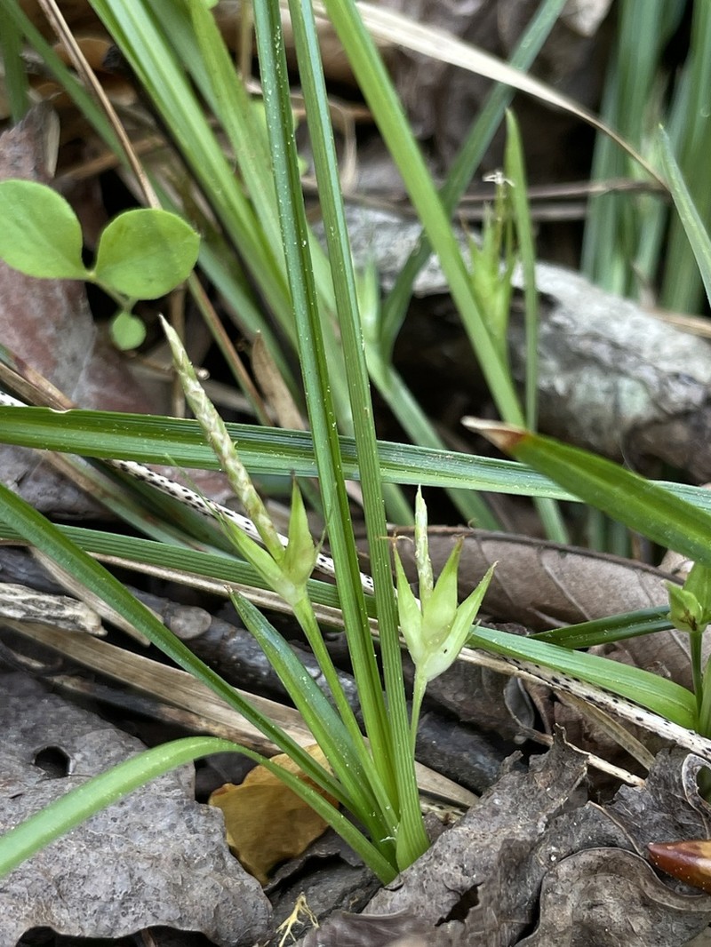 Willdenow's Sedge photo 8