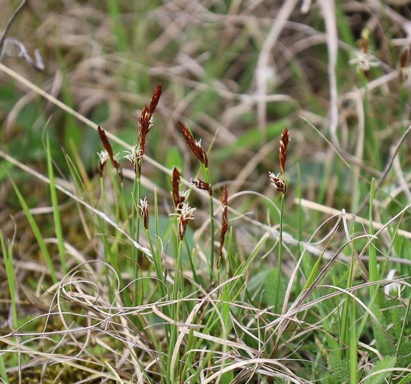 Weak Arctic Sedge