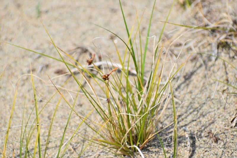 Weak Arctic Sedge photo 2