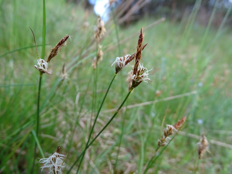 Weak Arctic Sedge photo 3
