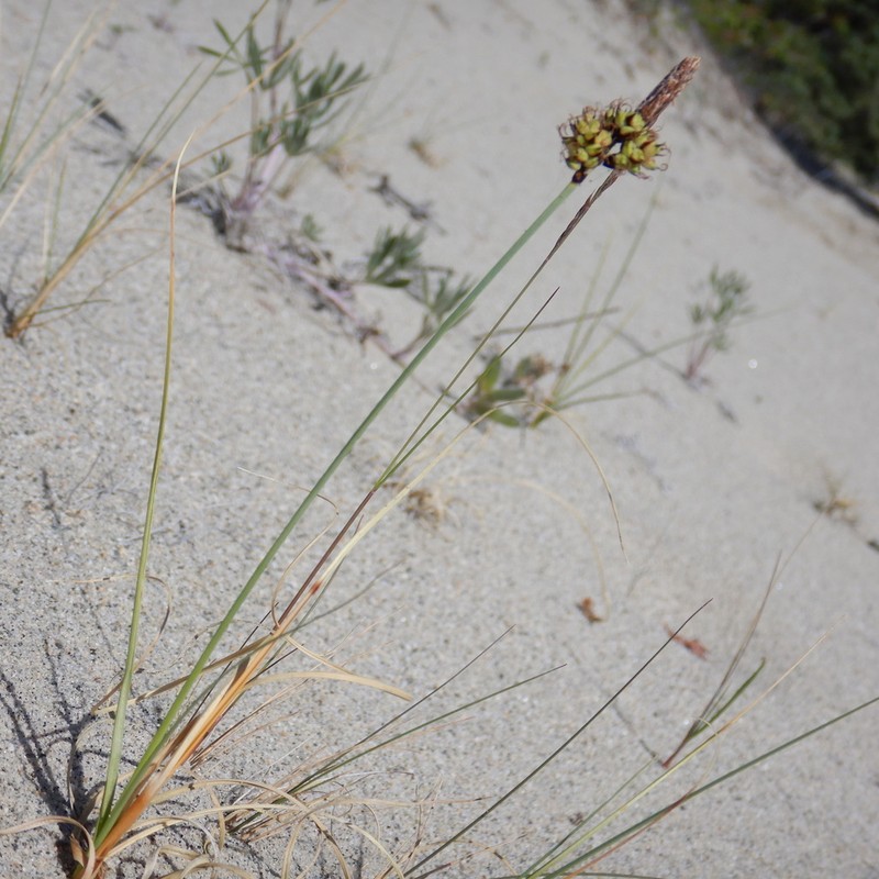 Weak Arctic Sedge photo 4