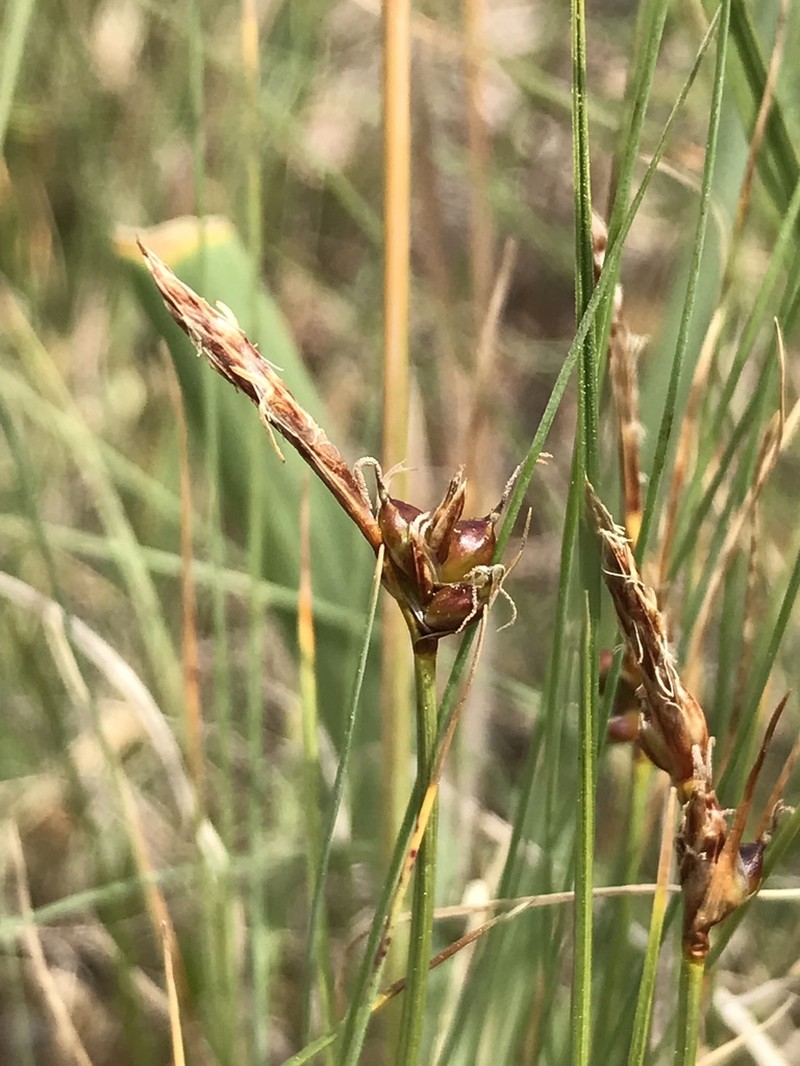 Weak Arctic Sedge photo 5