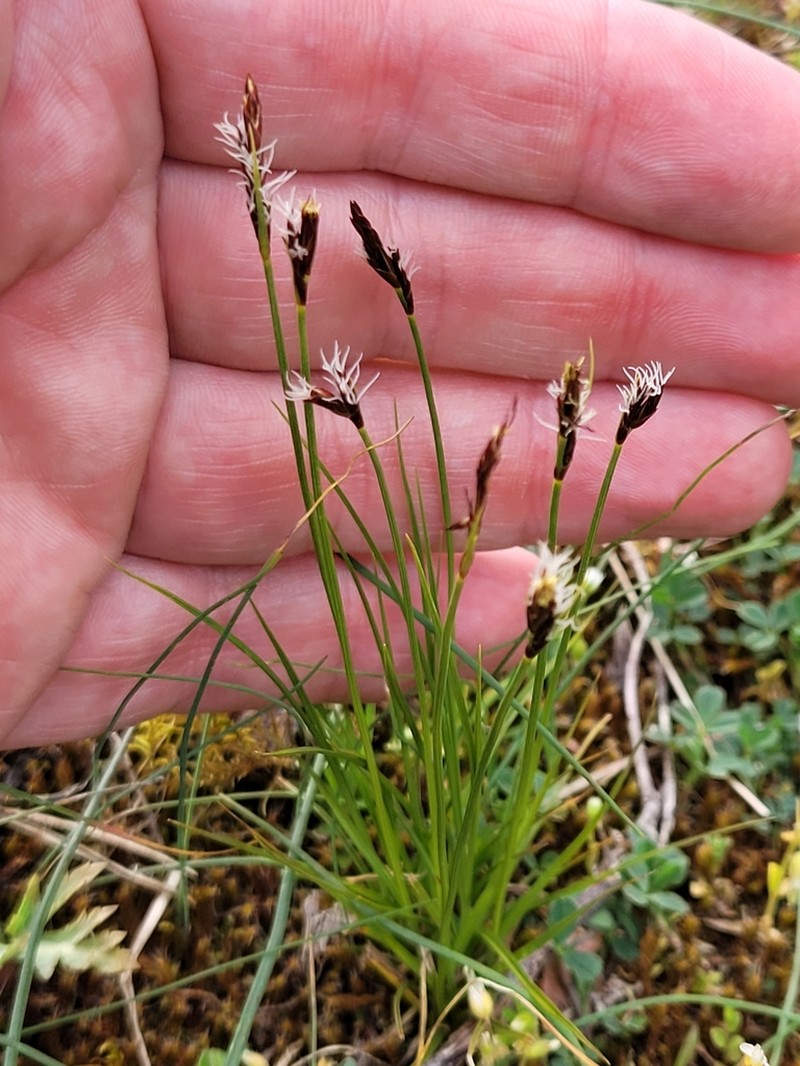 Weak Arctic Sedge photo 6