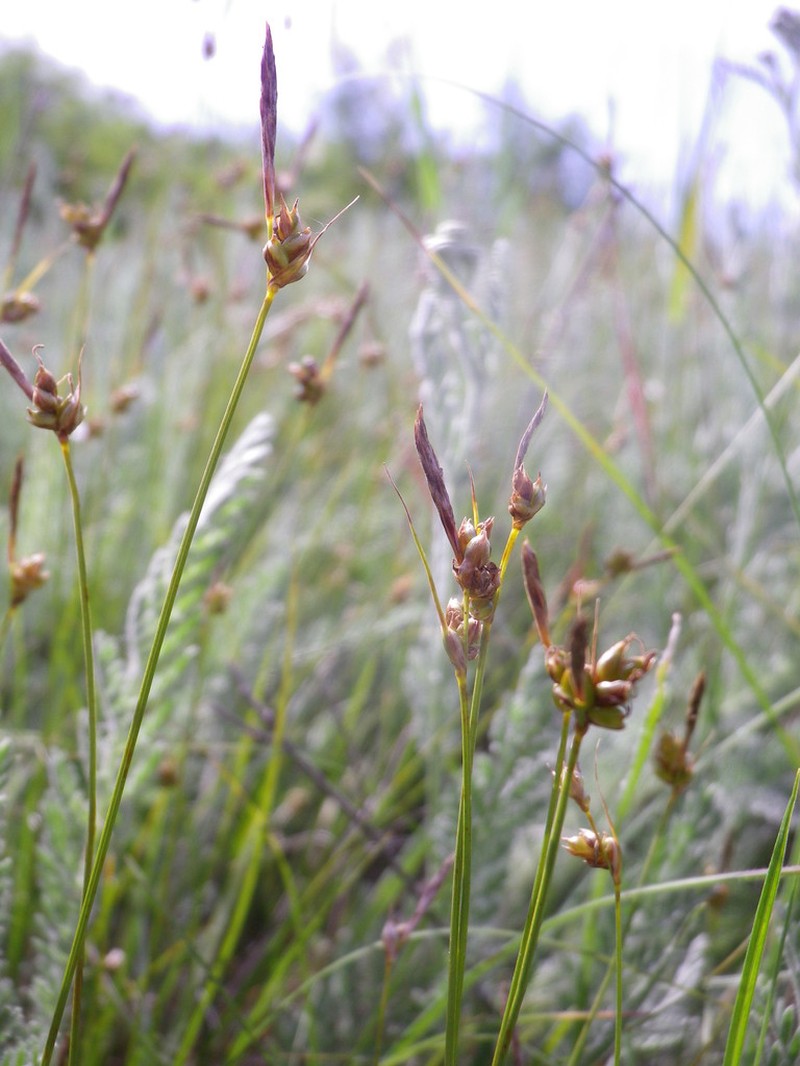 Weak Arctic Sedge photo 7