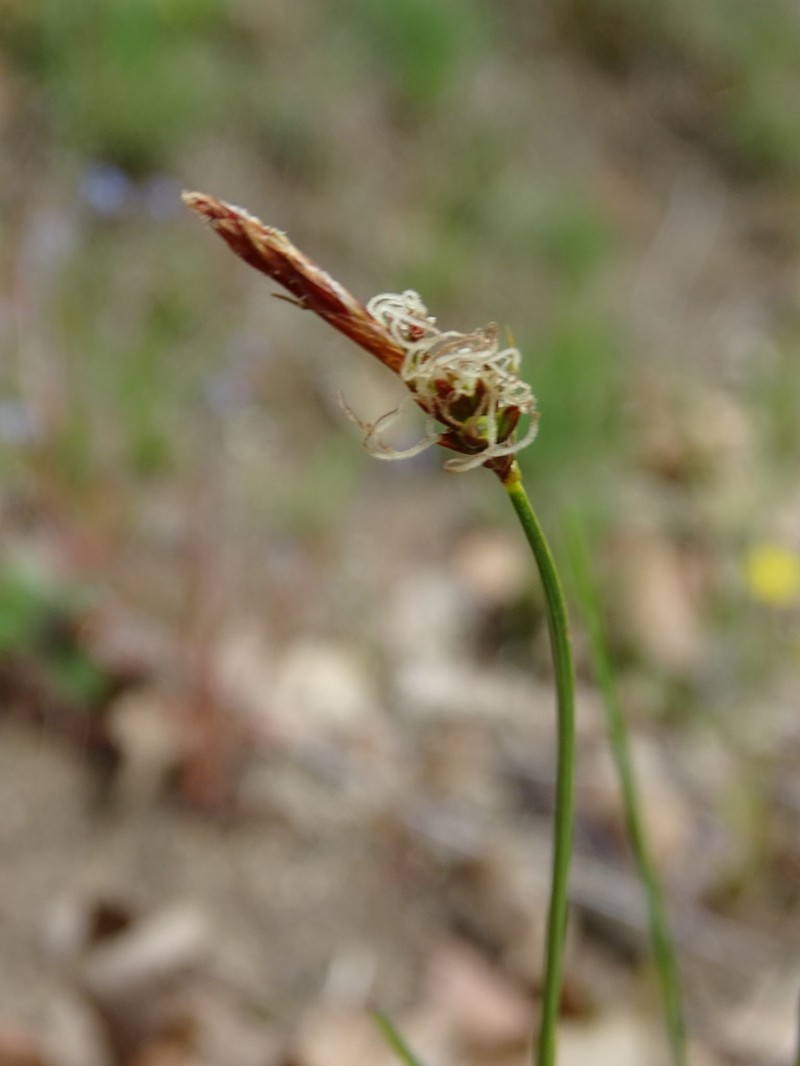 Weak Arctic Sedge photo 8