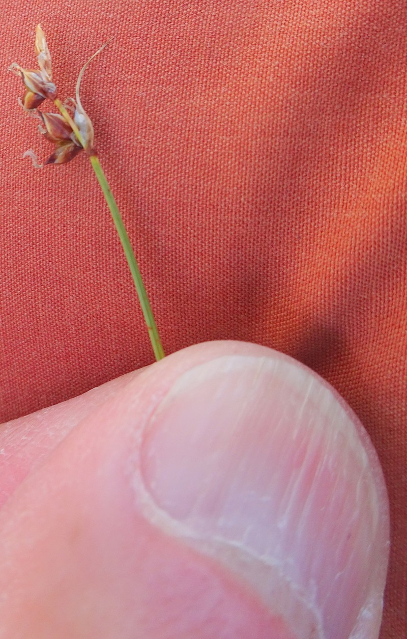 Carex supina var. spaniocarpa