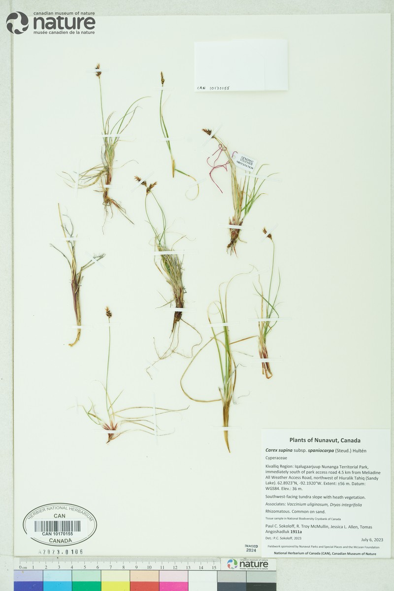 Carex supina var. spaniocarpa photo 2