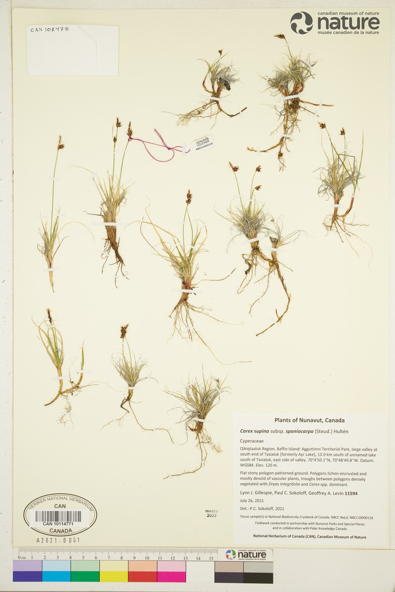 Carex supina var. spaniocarpa photo 3