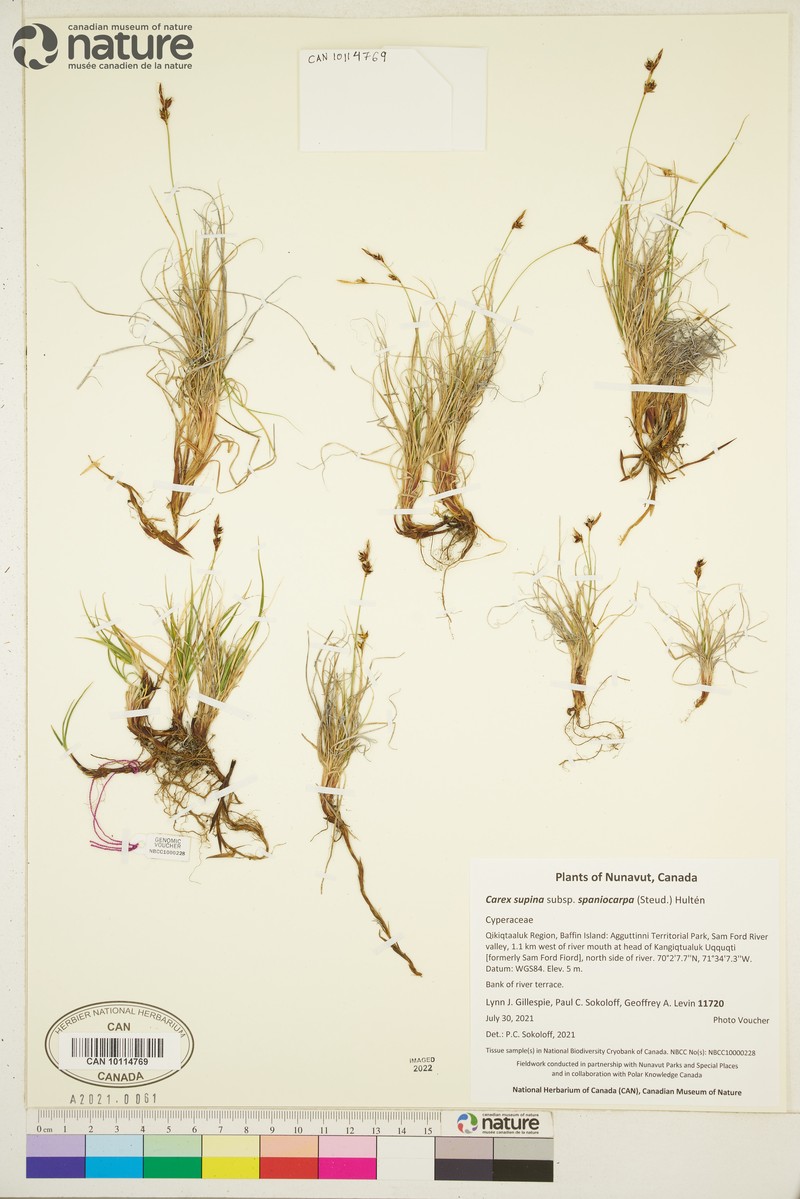 Carex supina var. spaniocarpa photo 4