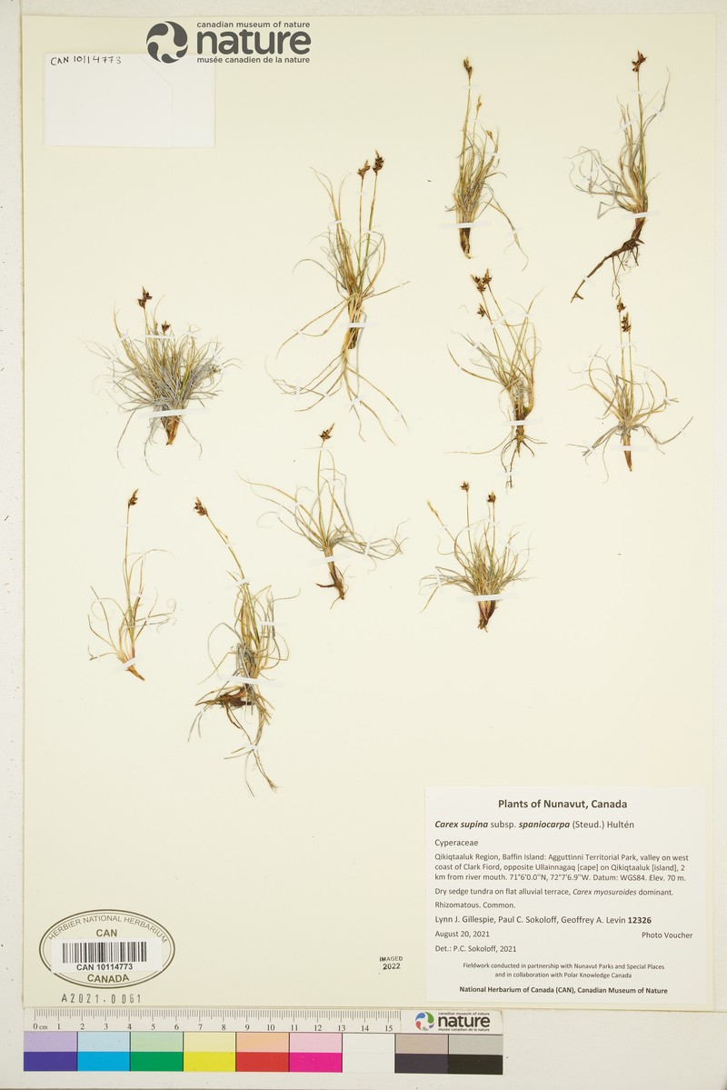 Carex supina var. spaniocarpa photo 5