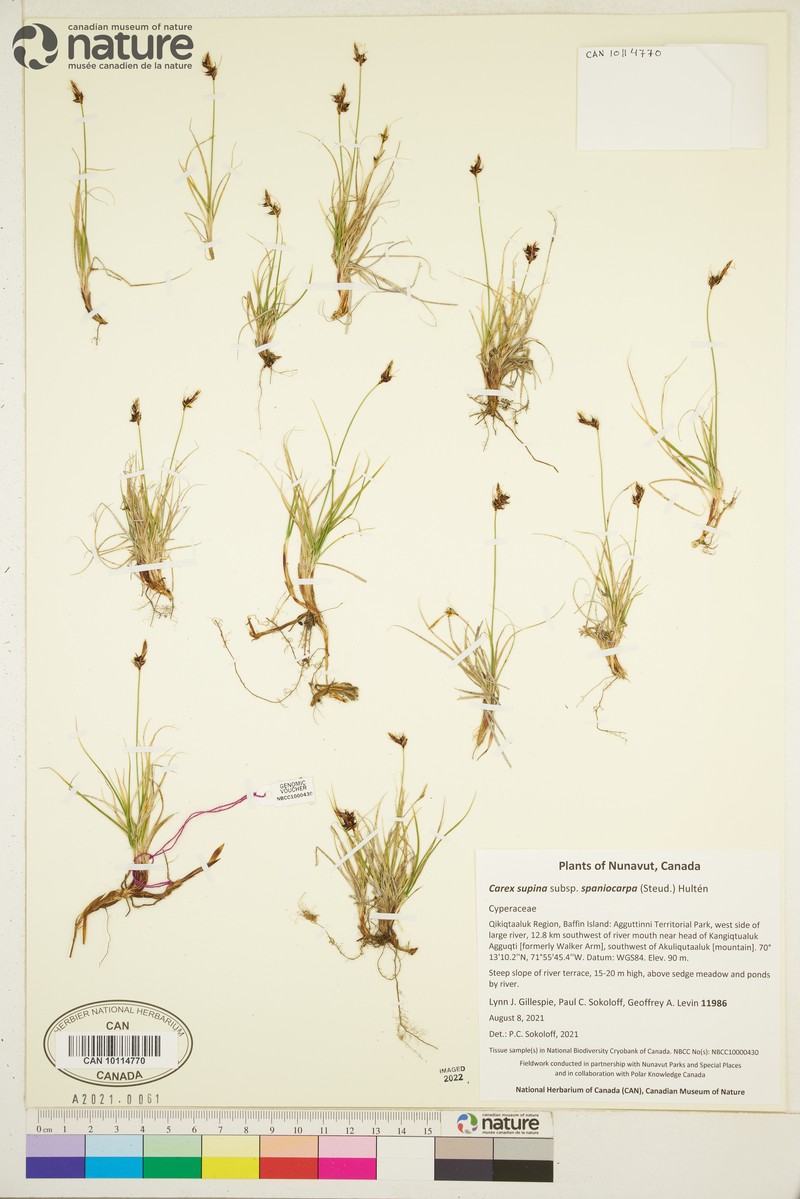 Carex supina var. spaniocarpa photo 6