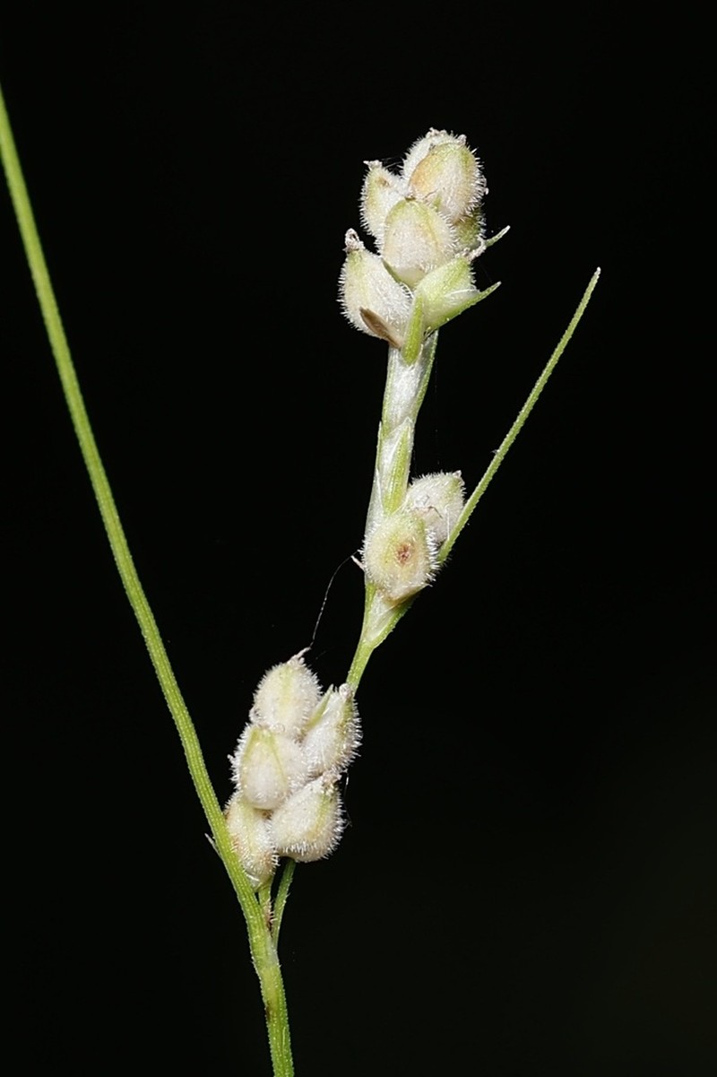 Swan's Sedge
