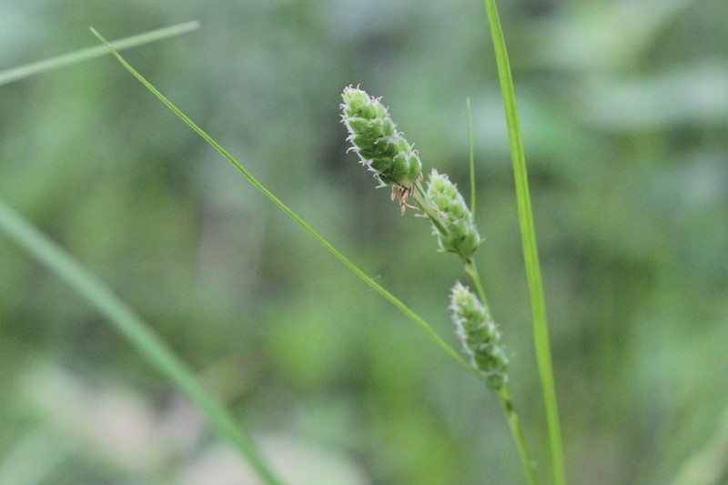 Swan's Sedge photo 2
