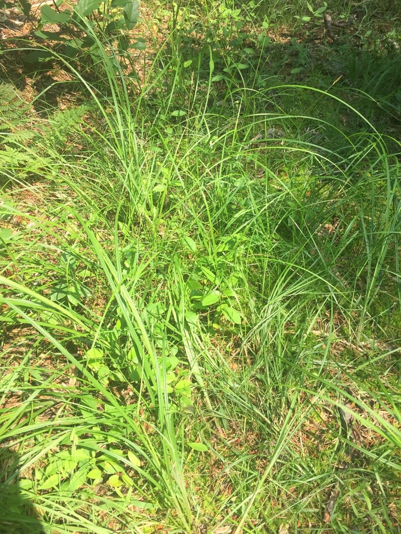 Swan's Sedge photo 3