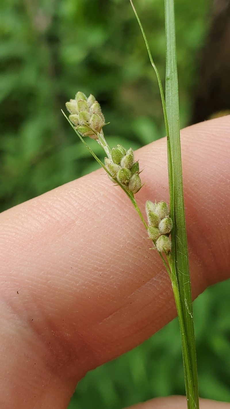 Swan's Sedge photo 4