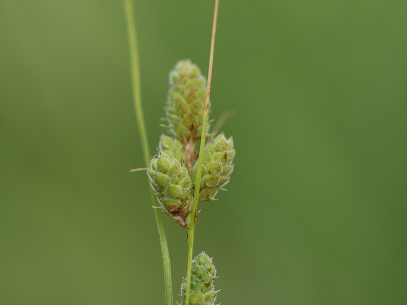 Swan's Sedge photo 5