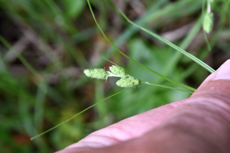 Swan's Sedge photo 7