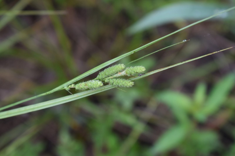 Swan's Sedge photo 8