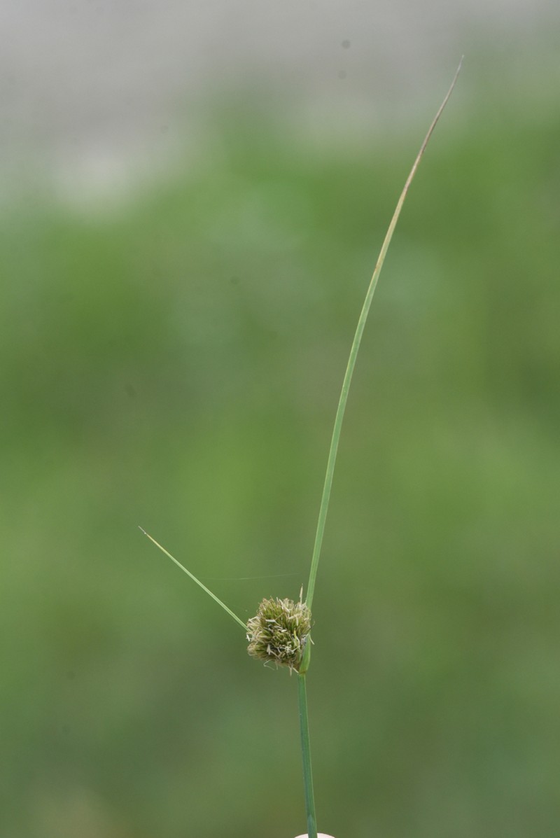 Manyhead Sedge