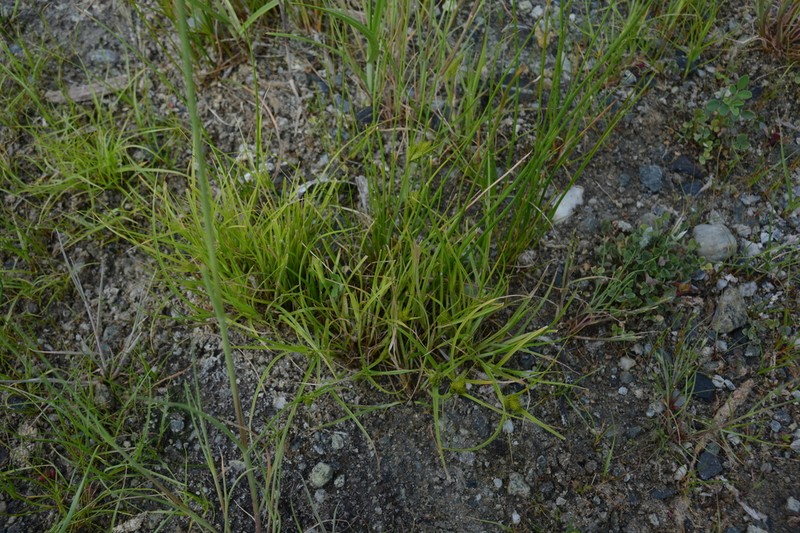 Manyhead Sedge photo 2