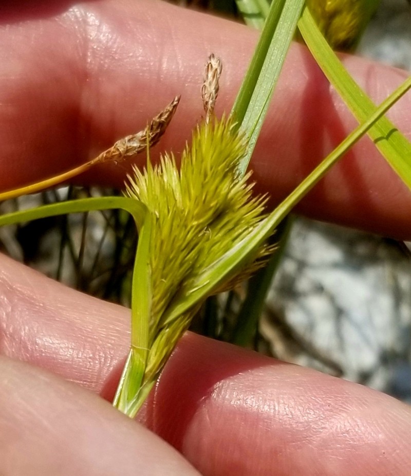 Manyhead Sedge photo 3