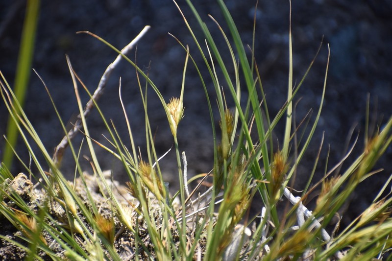 Manyhead Sedge photo 4