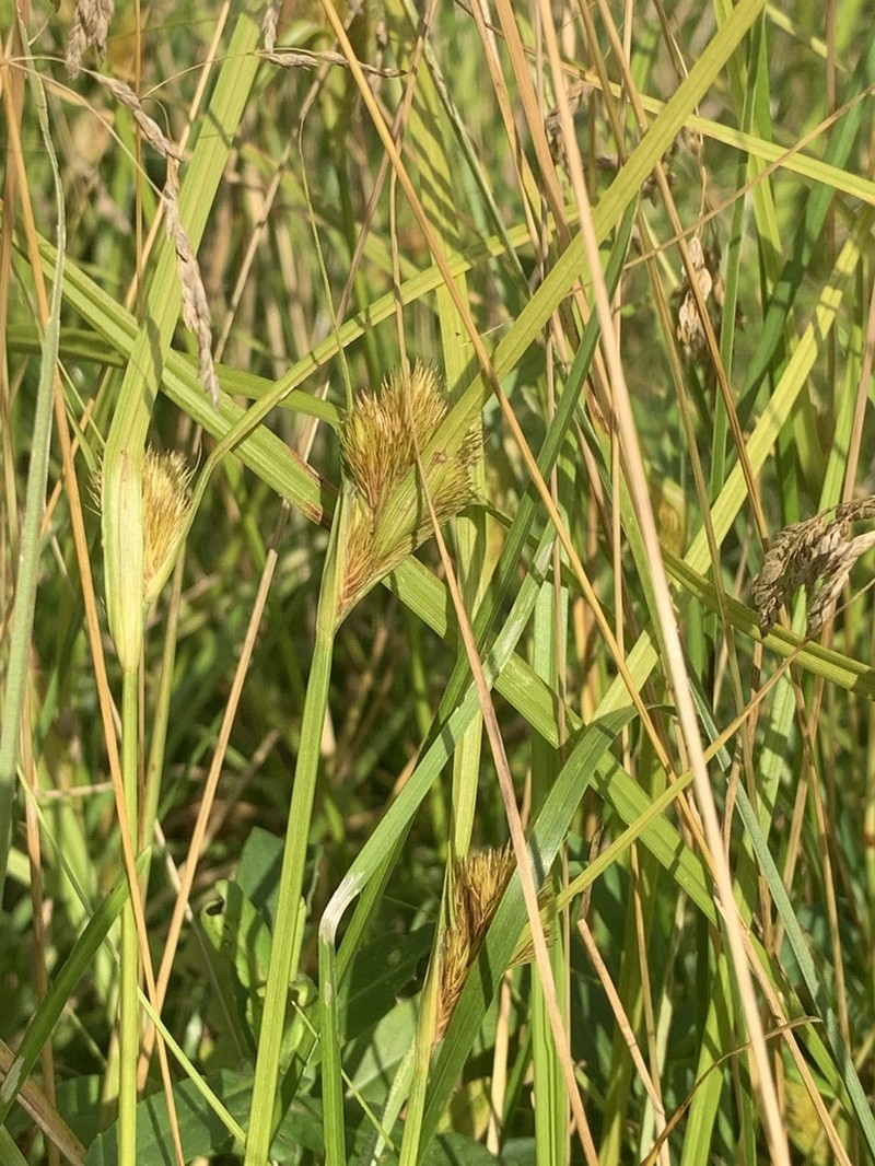 Manyhead Sedge photo 5