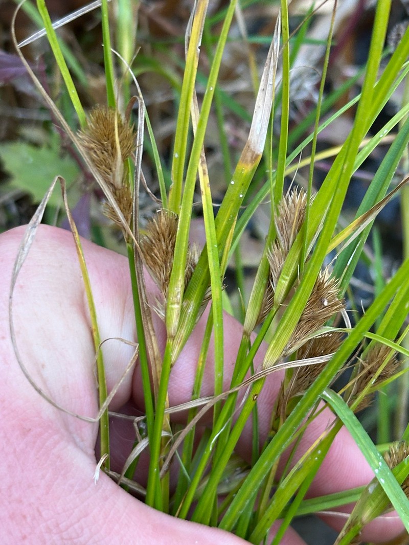 Manyhead Sedge photo 6
