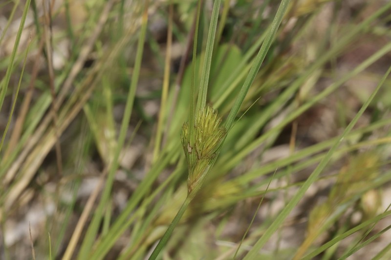 Manyhead Sedge photo 7