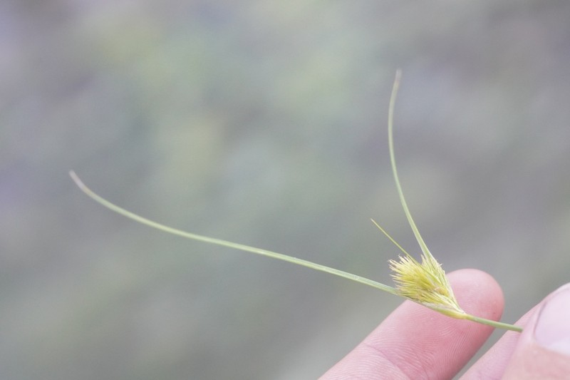 Manyhead Sedge photo 8