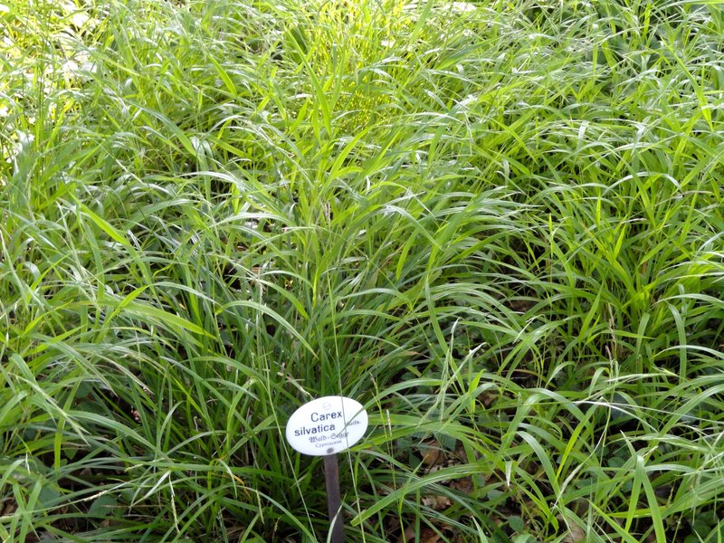 European Woodland Sedge photo 4