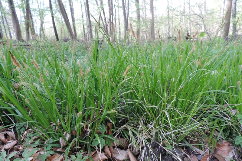 European Woodland Sedge photo 5