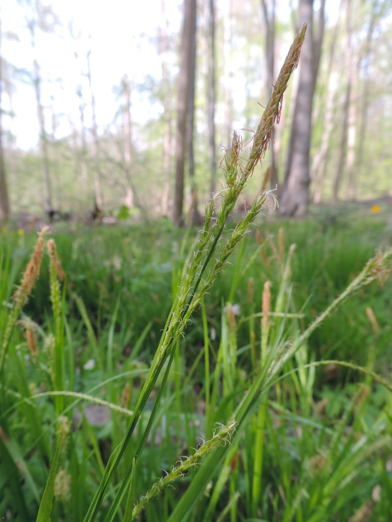 European Woodland Sedge photo 6