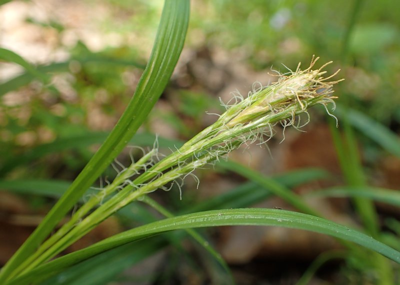 European Woodland Sedge photo 7