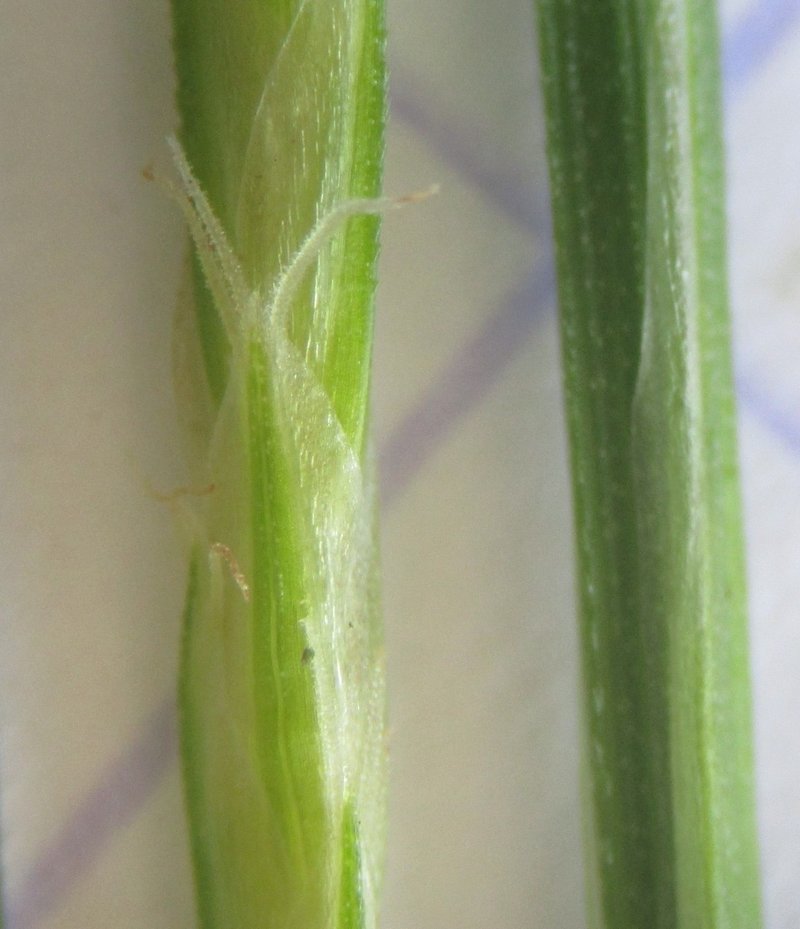 European Woodland Sedge photo 8