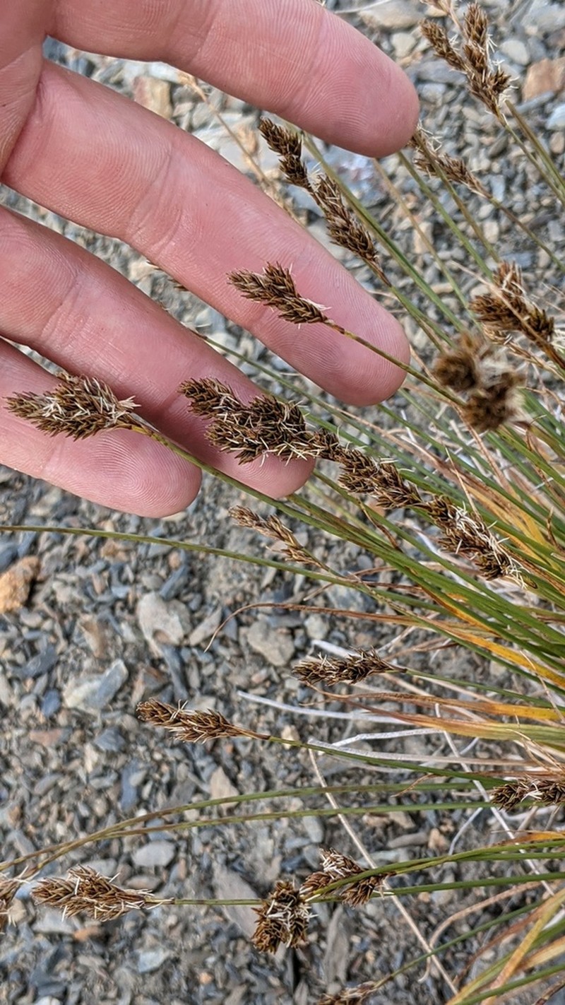 Tahoe Sedge
