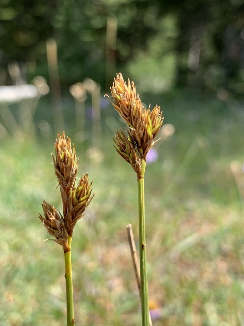 Tahoe Sedge photo 2