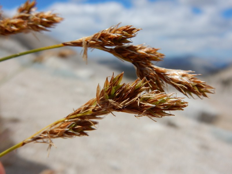 Tahoe Sedge photo 3