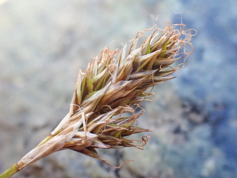 Tahoe Sedge photo 4