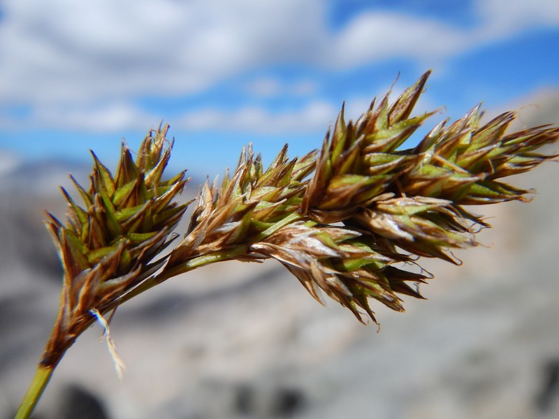 Tahoe Sedge photo 5