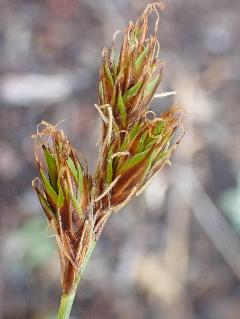 Tahoe Sedge photo 6