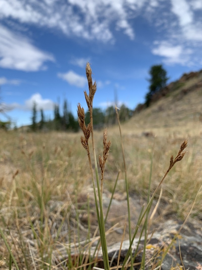 Tahoe Sedge photo 7