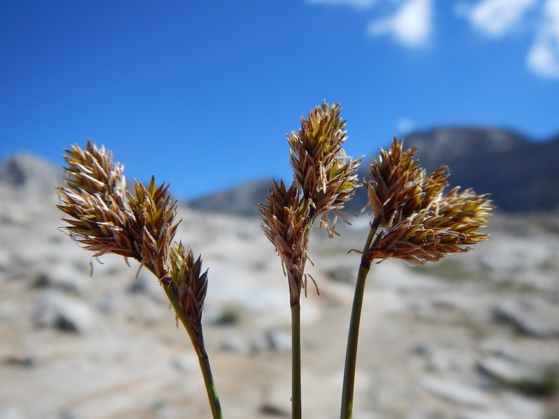 Tahoe Sedge photo 8