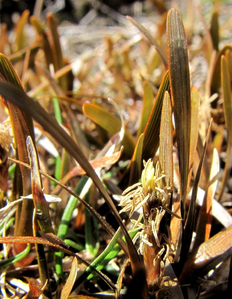 Carex talbotii