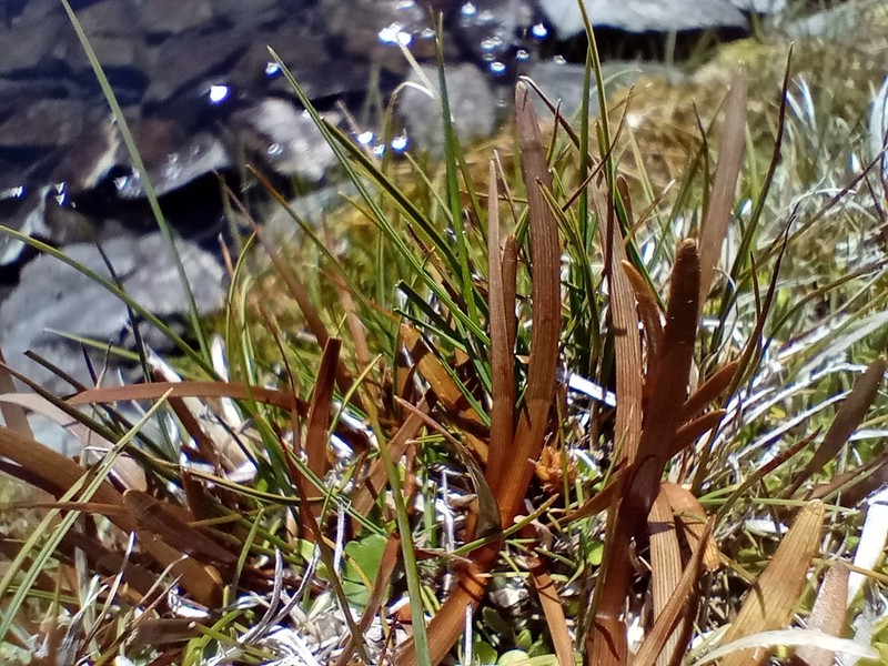 Carex talbotii photo 2