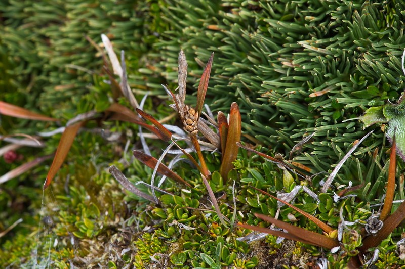 Carex talbotii photo 3