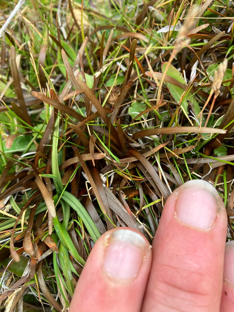 Carex talbotii photo 4