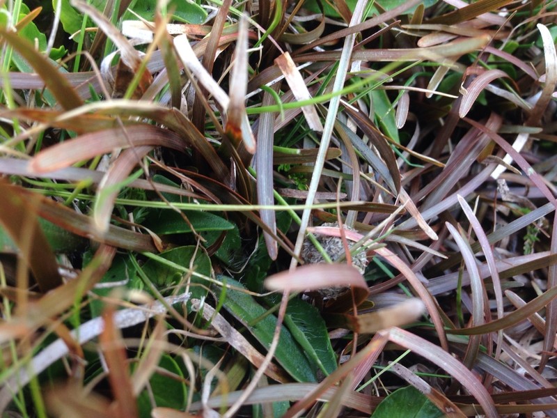 Carex talbotii photo 5