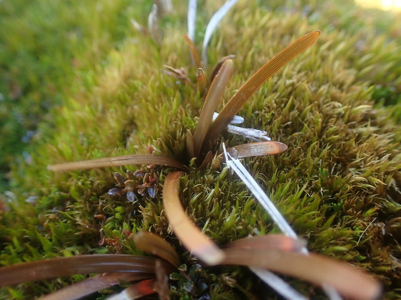 Carex talbotii photo 6